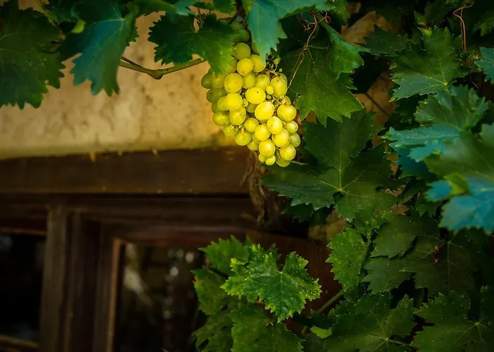 Bed & Breakfast Chateau Le Bouis Gruissan